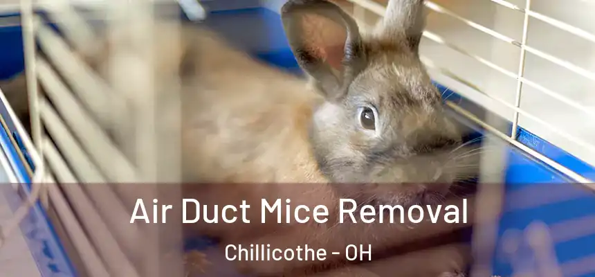  Air Duct Mice Removal Chillicothe - OH